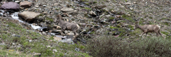 Bighorn Sheep Glacier N.P. 3523
